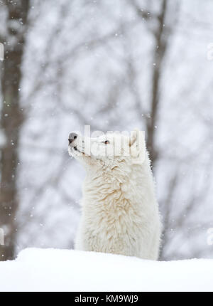 A lone Arctic wolves (Canis lupus arctos) standing in the winter snow Canada Stock Photo