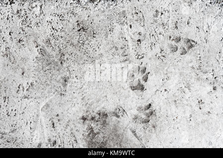 Dog foot prints on concrete floor. Animal paws, tracks imprinted on concrete surface background Stock Photo
