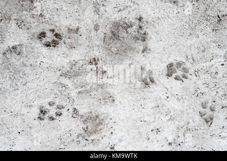 Dog foot prints on concrete floor. Animal paws, tracks imprinted on concrete surface background Stock Photo