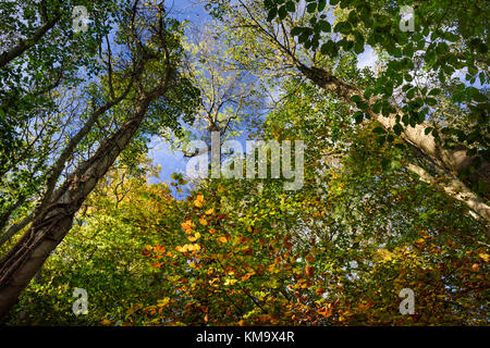 Autumn woodland looking up towards the sky through trees Stock Photo