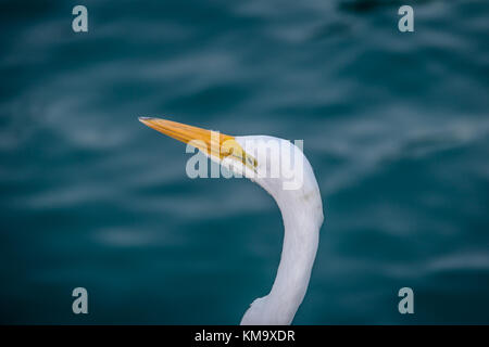 Great Egret (Ardea Alba) head - Ilhabela, Sao Paulo, Brazil Stock Photo