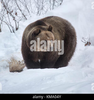 European brown bear (Ursus arctos arctos) foraging in deep snow in winter