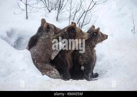 Female and two one-year-old brown bear cubs (Ursus arctos arctos) leaving den in the snow in early spring Stock Photo