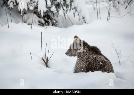 One-year old brown bear cub (Ursus arctos arctos) sitting in deep snow in forest in winter