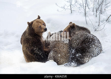 Female brown bear suckling two 1-year-old cubs (Ursus arctos arctos) in the snow in winter Stock Photo