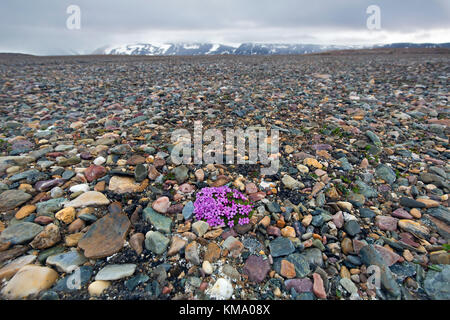 Moss campion / cushion pink (Silene acaulis) in flower in summer on the arctic tundra, Svalbard / Spitsbergen, Norway Stock Photo