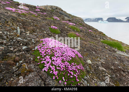 Moss campion / cushion pink (Silene acaulis) in flower in summer on the arctic tundra, Svalbard / Spitsbergen, Norway Stock Photo