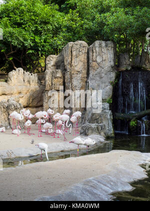 Greater flamingos (Phoenicopterus roseus) in the natural animal park, Bioparc Valencia, Spain. Stock Photo