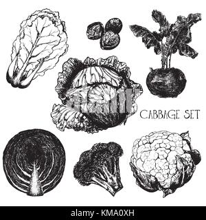 Hand drawn sketch set of different kinds of cabbage - chinese cabbage, brussels, kohlrabi, headed cabbage, red cabbage, broccoli, cauliflower. Vector  Stock Vector