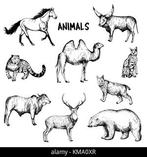 Sketch of zebu cow, Hand drawn illustration Stock Vector Image & Art - Alamy