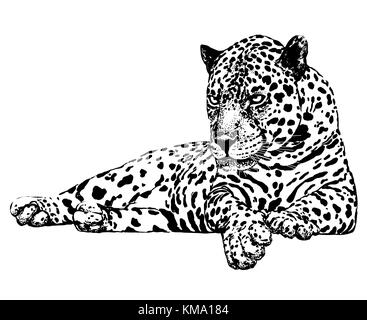 Hand drawn sketch style leopard. Vector illustration isolated on white background. Stock Vector