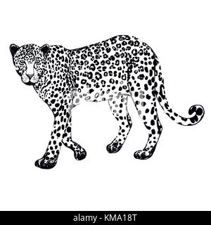 Hand drawn sketch style leopard. Vector illustration isolated on white background. Stock Vector