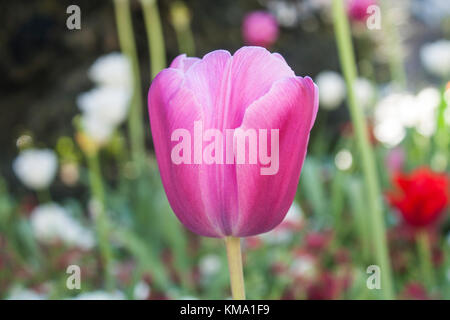 Blooming tulip flower close up on blured colourful background. Stock Photo