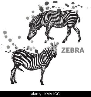 Hand drawn sketch set of zebras. Vector illustration isolated on white background. Stock Vector