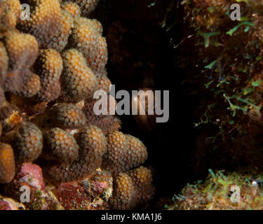 Goldentail Moray hiding in reef in Bonaire, Netherlands Antilles Stock Photo