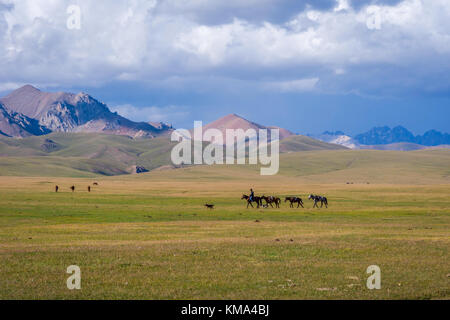 SONG KUL, KYRGYZSTAN - AUGUST 11: Man riding and guiding horses over scenic landscape of Song Kul lake. August 2016 Stock Photo