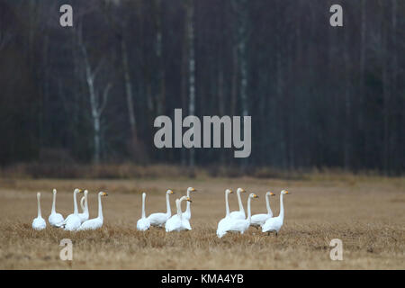 Migrating Whooper Swans (Cygnus cygnus) in autumn, Estonia. Stock Photo