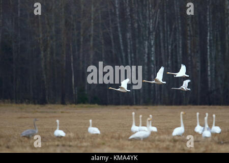 Migrating Whooper Swans (Cygnus cygnus) in autumn, Estonia. Stock Photo