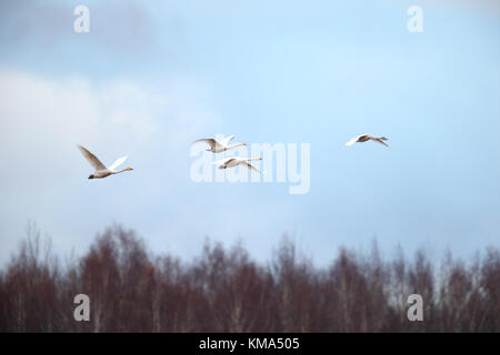 Migrating Whooper Swans (Cygnus cygnus) in autumn, Estonia. Stock Photo