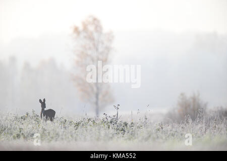 Roe deer's (Capreolus capreolus) in frost covered nature, Europe Stock Photo