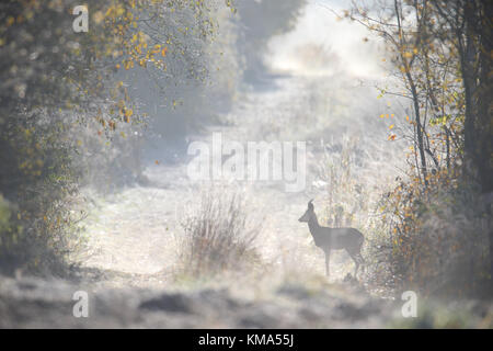 Roe deer buck (Capreolus capreolus) in frost covered nature, Europe Stock Photo