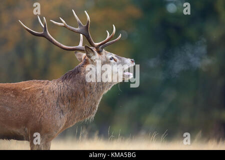 Red Deer (Cervus elaphus) stag, roaring during rut with breath condensing in cold air, Richmond Park, Richmond Upon Thames, London, England, October Stock Photo