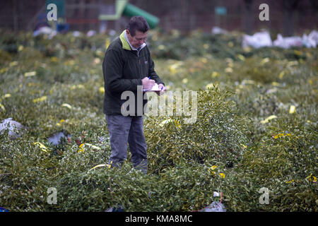 A member of the public inspects mistletoe and holly for sale during the annual mistletoe and holly auction at Burford House Garden Stores in Tenbury Wells, Worcestershire. Stock Photo