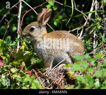 Wild Rabbit in the Cotswold Hills Gloucestershire Stock Photo