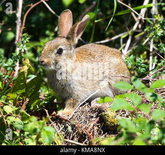 Wild Rabbit in the Cotswold Hills Gloucestershire Stock Photo