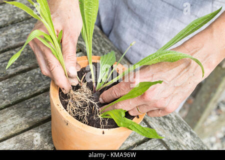 Spitz-Wegerich im Topf, Blumentopf, Eintopfen, Pflanzen, Einpflanzen, Spitzwegerich, Wegerich, Plantago lanceolata, English Plantain, Ribwort, narrowl Stock Photo