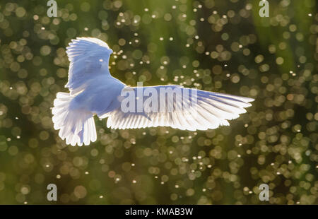 Black-headed Gull (Larus ridibundus) in flight against a sunlight on the sunset background. Summer time. Stock Photo