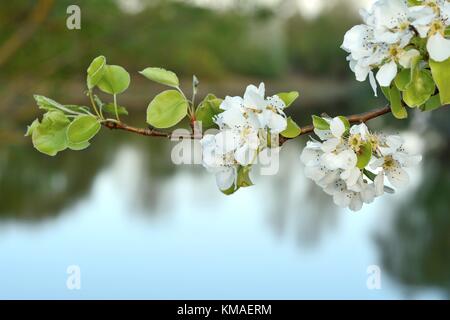 Wild pear (lat.: Pyrus communis) blossom in Spring Stock Photo