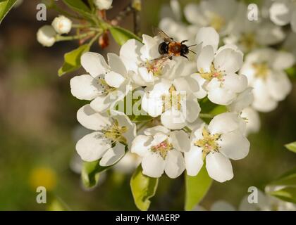 Bee pollinating wild pear (lat.: Pyrus communis) blossom in Spring Stock Photo