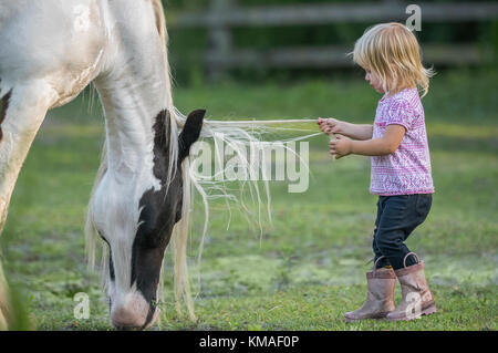 Toddler girl with large Gypsy horse in pasture Stock Photo