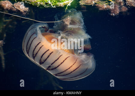 Jellyfish swarm in the Kenmare River, Ireland. Stock Photo