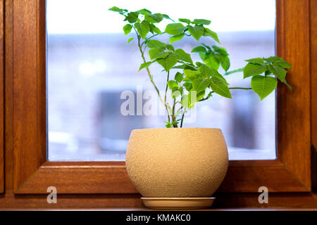 Yellow pot with green plant on wooden window sill Stock Photo