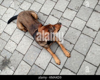Brown dog laying on concrete pavement. Top view Stock Photo