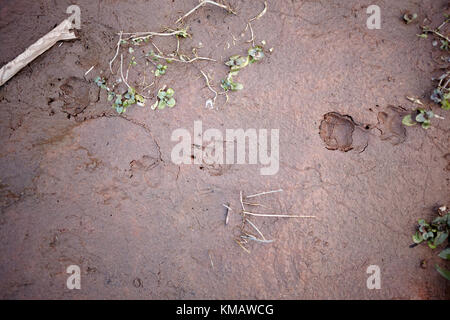 Footprints of a small mammal in wet mud with broken vegetation viewed from above Stock Photo