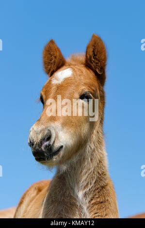 A young chestnut colored icelandic pony foal head with a white star marking, portrait in front of blue sky. Stock Photo