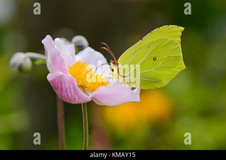 A yellow Brimstone butterfly ( Gonepteryx rhamni ) feeding on nectar from a flowering japanese anemone. Stock Photo