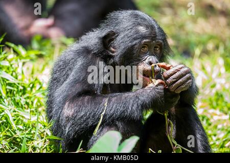 Close up Portrait of a juvenile bonobo. Cub of a Chimpanzee bonobo ( Pan paniscus). Democratic Republic of Congo. Africa Stock Photo