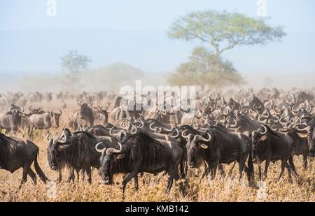 Wildebeest migration. The herd of migrating antelopes goes on dusty savanna. The wildebeests, also called gnus or wildebai, are a genus of antelopes, Stock Photo