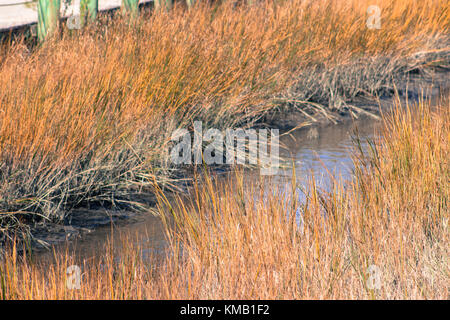 Grasslands Stock Photo