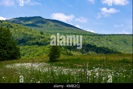 grassy field with daisies on hillside. beautiful summer scenery with high mountain in the distance Stock Photo
