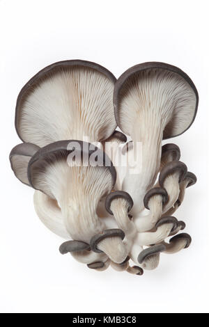 Close up of an oyster mushroom cultivated indoors on waste coffee grounds and shown on a white background. Stock Photo