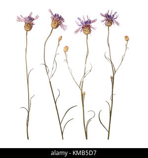 Dried and pressed flowers of cornflowers isolated on white background. Herbarium of blue flowers Stock Photo