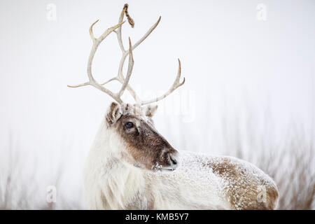 Reindeer, also known as the Boreal Woodland Caribou in North America, Rangifer tarandus, Manitoba, Canada. Stock Photo