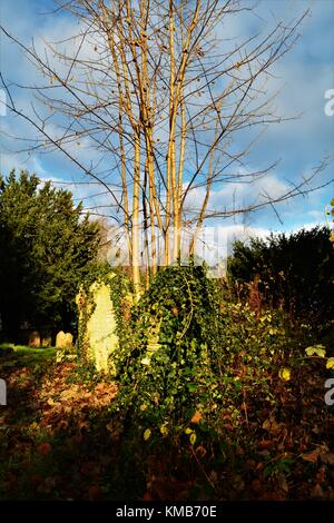 Old English cemetery with old gravestones and lots of undergrowth classic spooky style Stock Photo