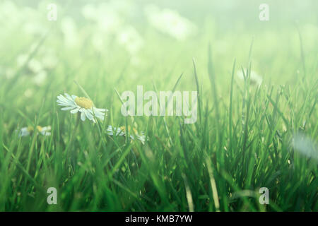 daisies in grass Stock Photo