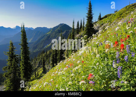 Wildflowers, Idaho Peak, Selkirk Mountains, British Columbia, Canada Stock Photo